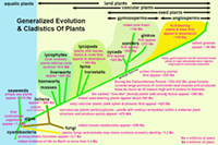Plant evolution through geologic time.