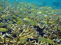 A staghorm coral reef with a variety of fish.
