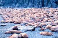 Steller sea lion colony