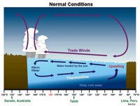 Normal thermocline in the Equatorial Pacific 