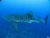 Whale Shark (Gulf of Mexico)