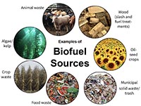 Diagram illustrating different renewable biofuel sources.