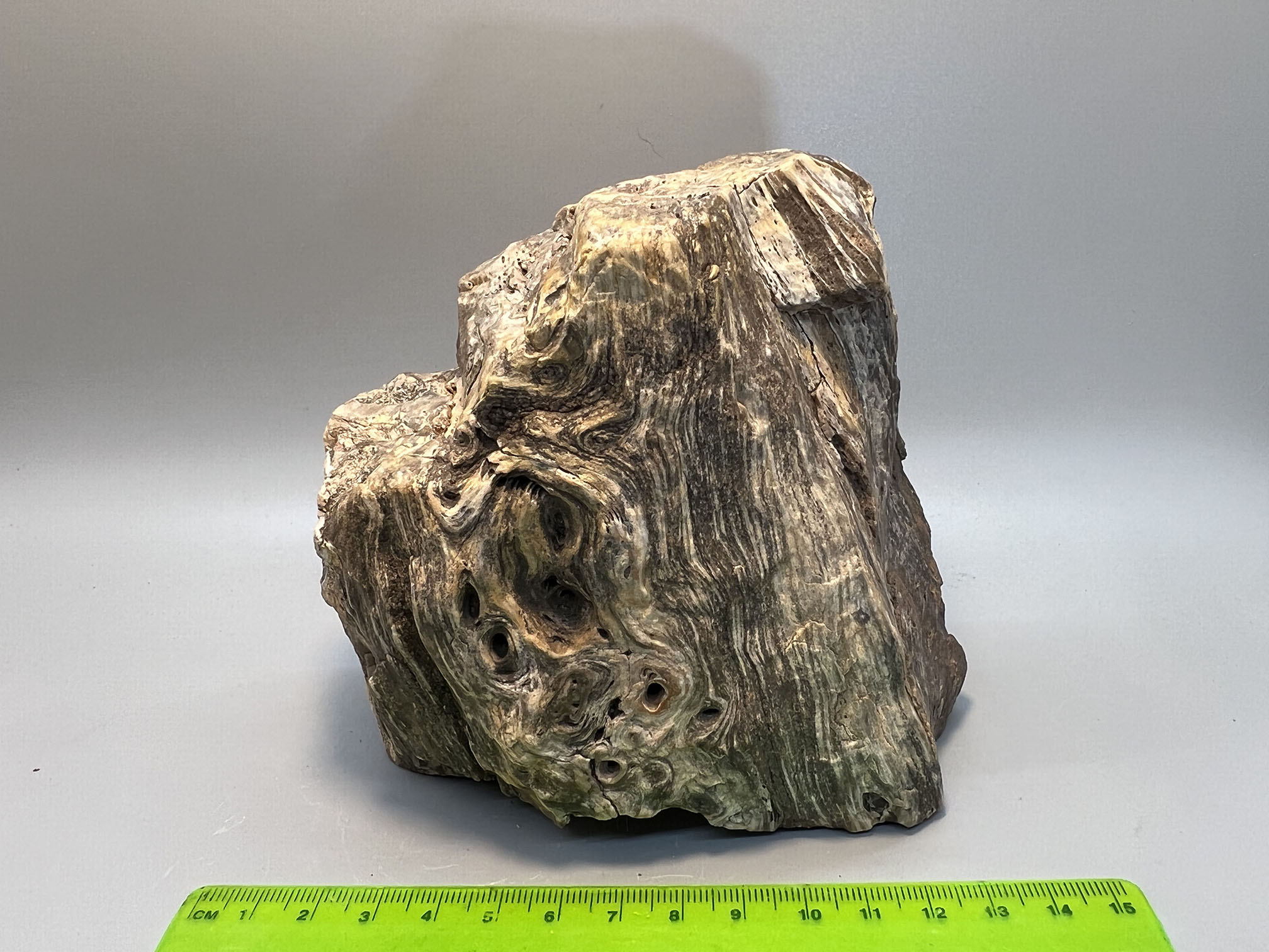 Fossil wood